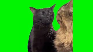 black cat zoning out meme green screen [upl. by Llenwahs742]