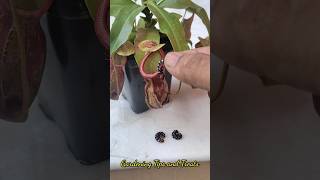 Feeding my Nepenthes 3 juicy caterpillars 🐛 nepenthesplant pitcherplants carnivorousplants [upl. by Nwahsan897]