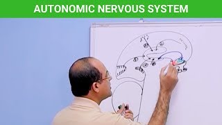 Autonomic Nervous System  Neuroanatomy 🧠 [upl. by Aleik]