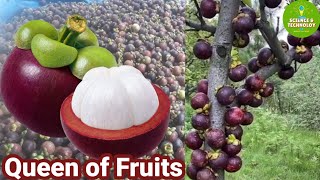 Amazing Mangosteen Farming Expert Tips for Successful Mangosteen Farming Modern Agriculture 2023 [upl. by Ellirpa317]