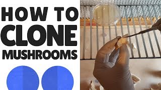 How To Clone Mushrooms [upl. by Ernestus]