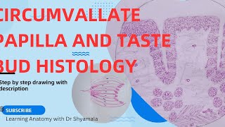 Histology of Circumvallate papillae and taste bud Step by step drawing with description [upl. by Clauddetta]