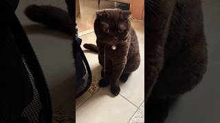 mating cat youtube4animal tiktok4animal scottishfold2 scottishfold cat kucing kucinglucu [upl. by Maddocks562]