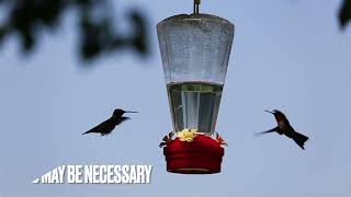 7 Tips on Attracting Hummingbirds [upl. by Akinat650]