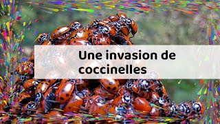 Une invasion de coccinelles [upl. by Eitisahc897]