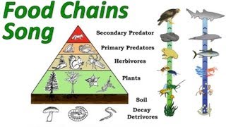 Food Chains Mr Ws Trophic Levels and Pyramid of Energy Song [upl. by Wylma]