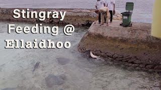 Ellaidhoo Maldives Stingray amp Reef Shark Feeding [upl. by Assi]