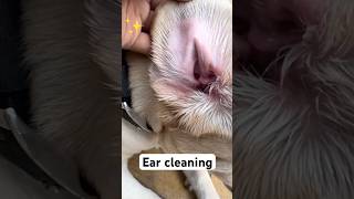 Ear cleaning karva liya 😃❤️dog labrador youtubeshorts ytshorts [upl. by Izzy]