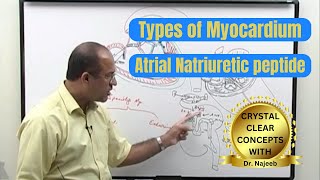 Types of Myocardium  Atrial Natriuretic Peptide  ANP 🩺 [upl. by Harima]