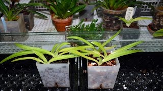 Orchiata vs fir bark mix for paphiopedilum seedlingsexperiment [upl. by Shaffert]