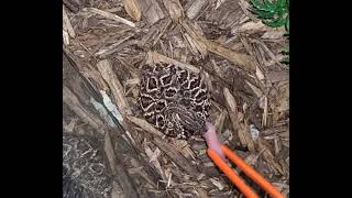 Guárico Rattlesnake eats reptiles reptile rattlesnake rattlesnakes venomoussnake venomous [upl. by Sert480]