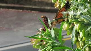 Paper wasp attacking adult Monarch butterfly in Northland [upl. by Akema]