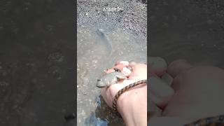 fishing short video 2024 😲🐠 fish fishing bigfish mrxfishing fishingvideo bigfishvideo [upl. by Annail584]