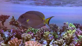 Acanthurus Leucocheilus [upl. by Aivart]