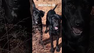 imagens flagrando dois cachorrinhos pretos no quintal bem bonitinhos animais nature cao bichos [upl. by Estrellita]