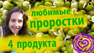 проростки любимые 4 продукта  вкусные и быстро прорастают сыроедение [upl. by Ellie]