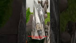 Orthoceras Fossil stone tower  contact on 919898955292  Mautik Sadiwala  wwwzowawicom [upl. by Morrissey261]