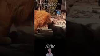 Fake Lion Pranks Dog  Nature and Wildlife TV [upl. by Lidia797]