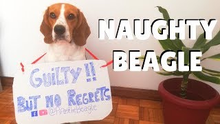 NAUGHTY BUT CUTE BEAGLE REACTION ¦ PipasTheBeagle [upl. by Ilojne]