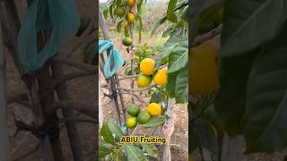 ABIU Fruiting  Aadhya Exotics  9290909559 [upl. by Grannie]