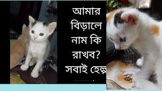 short আমার বিড়ালের কি নাম রাখব। What will my cat name [upl. by Kcam]