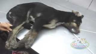 DISTEMPER CANINO wwwvetzaratecom [upl. by Ajiat]