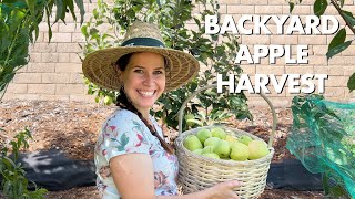 2023 Backyard Apple Harvest  Anna and Dorsett Golden  Zone 9 [upl. by Phina]