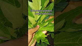 Papaya leaf juice for Dengue fever to increase platelets count shorts pattukottaiammalu papaya [upl. by Haraf]