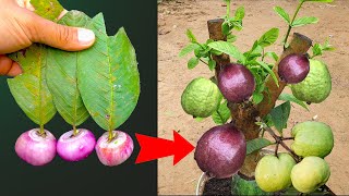 Technique of growing guava produces the most beautiful red fruit [upl. by Guendolen]