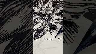 Dip pen amp ink botanical line art drawing demo [upl. by Sada]