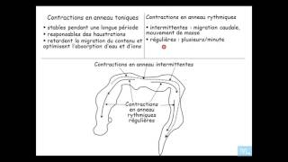 Physiologie du tube digestif partie 8 [upl. by Yerxa]