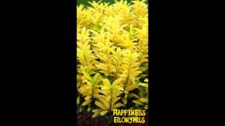 Euonymus japonicus Happiness Concept Plants [upl. by Krause880]