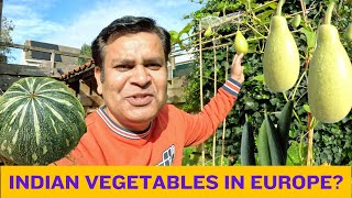 Growing Indian Vegetables in Netherlands  Kitchen Garden in Netherlands [upl. by Hnil863]