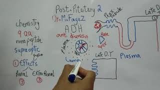 Antidiuretic hormone Part 1 Chemistry and Effects Endocrine Physiology Dr Mohamed Fayez [upl. by Esdnyl719]