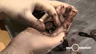 Explainer Cow Eye Dissection I Video 2013 I Exploratorium [upl. by Reggi]