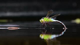 Dragonfly aeshna mixta aka migrant hawker dragonfly is laying eggs in water [upl. by Dimphia]