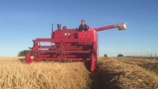 MF 500 harvesting barley October 2016 [upl. by Allimaj]