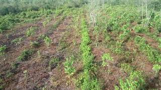 Calophyllum inophyllum Nyamplung CIFOR Central Kalimantan Oct 2022 [upl. by Enak]