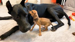 Watch what happens when tiny scared puppy falls in love with a 120 pound great dane and her Mom [upl. by Celio90]