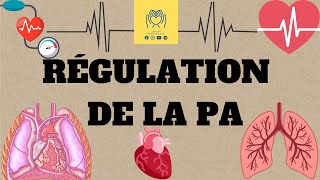 🩸🫀physiologie 2éme unité1  cour 4 🔺️La régulation de la pression artérielle 📚 [upl. by Mapes]