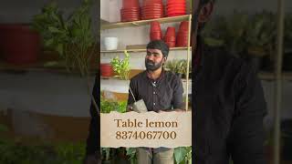 Table lemon grafted fruit plants [upl. by Eislek]