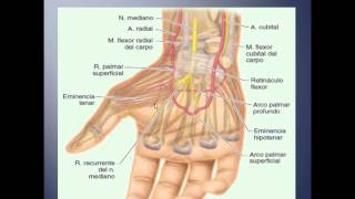 Anatomia de la Mano  Seccion 102  Universidad Veracruzana [upl. by Roselia837]