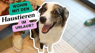 In den Urlaub reisen mit Haustier 🐶🌴 Wir fragen im Tierheim München nach was zu beachten ist [upl. by Yllek]