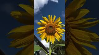 DYK Sunflowers have the ability to follow the su across the sky a process known as heliotropism 🌻🌞 [upl. by Hough]