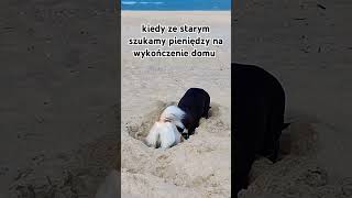 dom remont pieniądze meme śmieszne żarty fun lol śmiesznezwierzęta psy dog dogs shorts [upl. by Elsi]