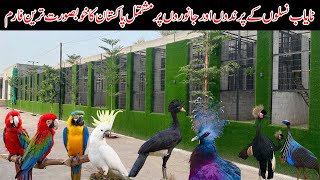 Biggest amp Beautiful Breeding Farm in Multan Pakistan  Parrots Farm  Ground Birds Farm Animals Farm [upl. by Kehoe383]