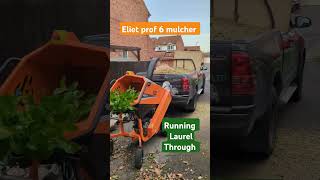 Chipping laurels with the Eliet prof 6 mulcher arb woodchipper treework chipping machinery [upl. by Ladnar428]