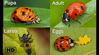 Life cycle of a Ladybug HD  Ladybug life cycle  From eggs to adults  By Hugs of life [upl. by Akcirehs]