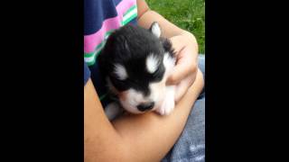 Alaskan Malamute Puppy Howling for The First Time [upl. by Neil]