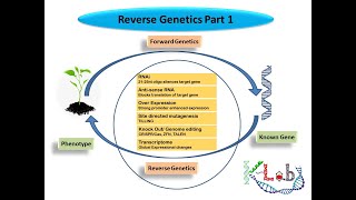 Reverse genetics Part 12 Gene Knockdown ConditionalConventional Knockout Spatialtemporal Exprn [upl. by Vincent481]